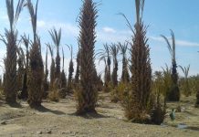 Drought in Dalbandeen, Date farms on verge of destruction