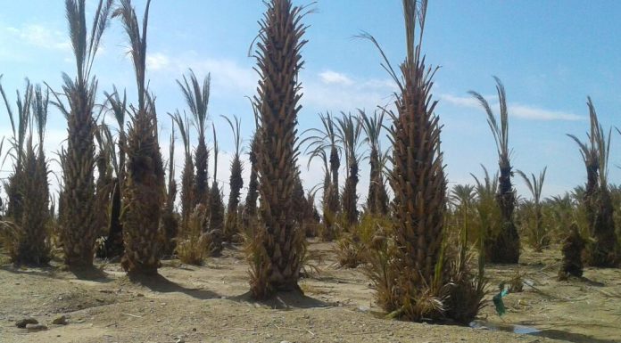 Drought in Dalbandeen, Date farms on verge of destruction