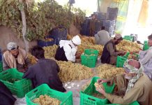 Illegal import of fruit, vegetables hurting farmers in Balochistan