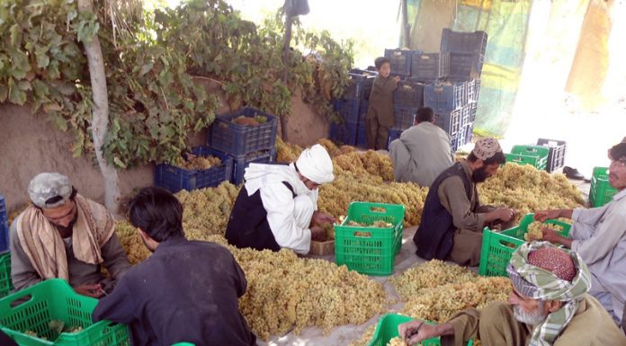 Illegal import of fruit, vegetables hurting farmers in Balochistan