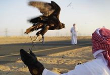 Balochistan government allows Qatari prince to hunt endangered bird