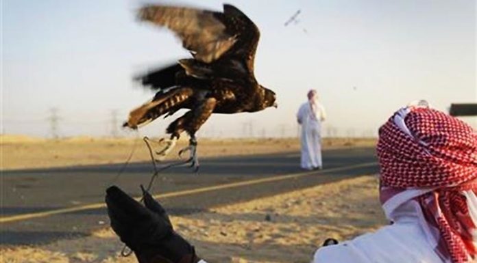 Balochistan government allows Qatari prince to hunt endangered bird