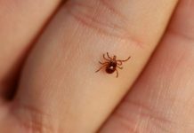 Another Congo-virus patient died in Quetta