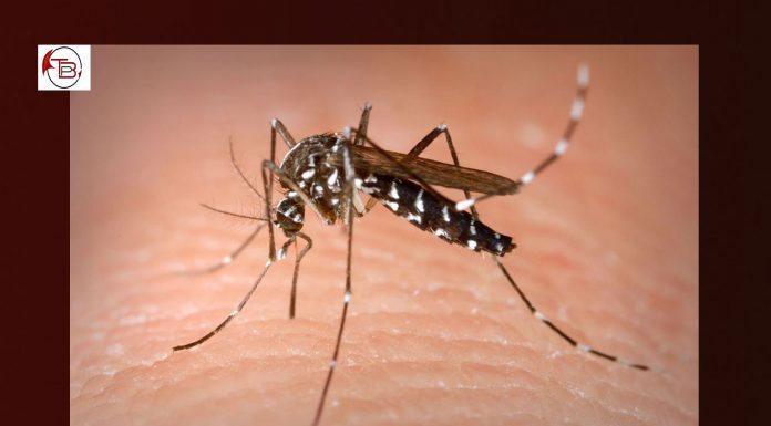 Balochistan: Surge in Dengue fever cases sparks fear