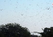 Balochistan: Crops in 31 districts damaged by locusts