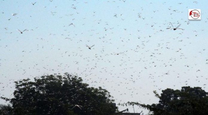 Balochistan: Crops in 31 districts damaged by locusts