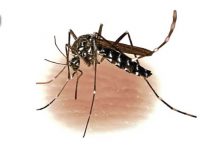 Balochistan: A child tested positive for Dengue virus