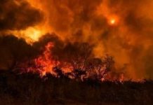 Bolan: Pakistani forces set ablaze forests