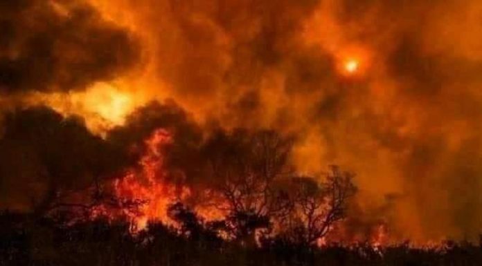 Bolan: Pakistani forces set ablaze forests