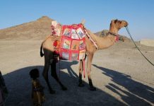 Mobile camel libraries on the move, bringing books to poorest children of Balochistan