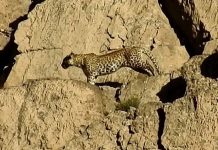 Balochistan: Pair of rare leopards sighted in mountains of Chiltan