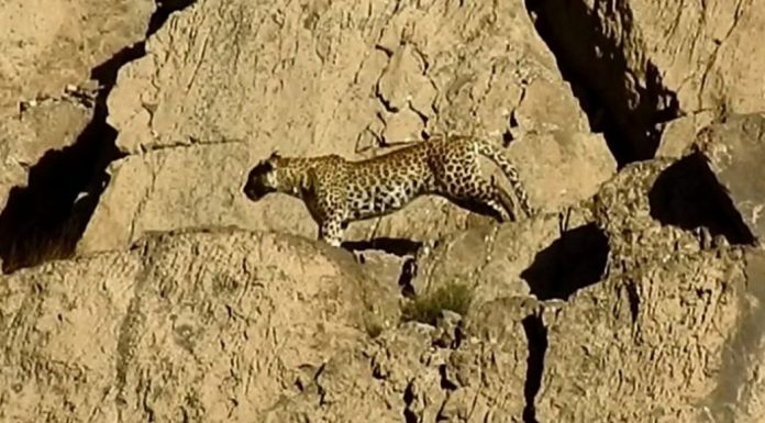 Balochistan: Pair of rare leopards sighted in mountains of Chiltan