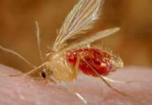Leishmaniasis rapidly spreads throughout Balochistan