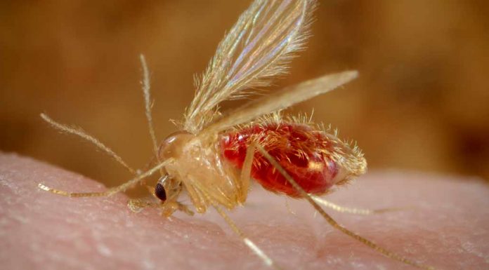 Leishmaniasis rapidly spreads throughout Balochistan