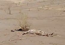 Killing of driver in Nokkundi by FC spurs condemnations, protests