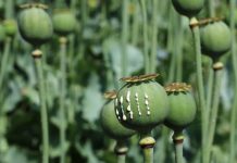 Taliban’s ban on opium will have “wide-ranging consequences”: report