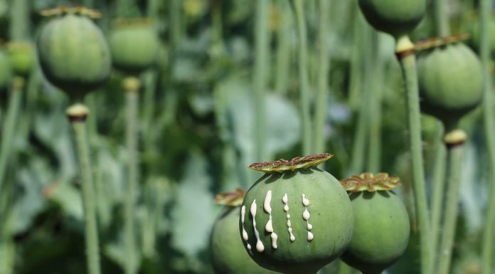 Taliban’s ban on opium will have “wide-ranging consequences”: report
