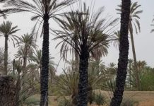 Panjgur: Owners demand inquiry of the fire incident in date orchards