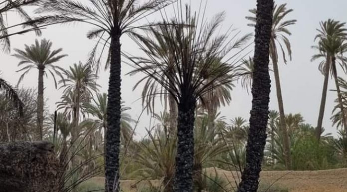 Panjgur: Owners demand inquiry of the fire incident in date orchards