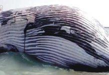 Gwadar: Rare Blue Whale Found Dead Near Jiwani Coast