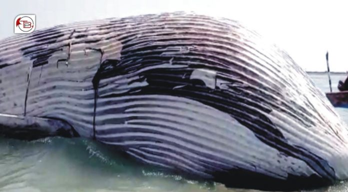 Gwadar: Rare Blue Whale Found Dead Near Jiwani Coast