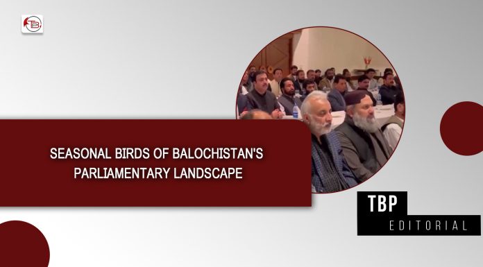 Seasonal Birds of Balochistan’s Parliamentary Landscape – TBP Editorial