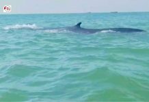 Rare Gray Whale Sighted at Gaddani Beach, Balochistan