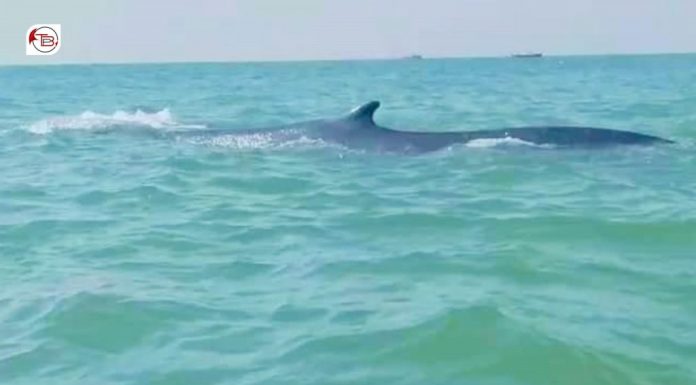 Rare Gray Whale Sighted at Gaddani Beach, Balochistan