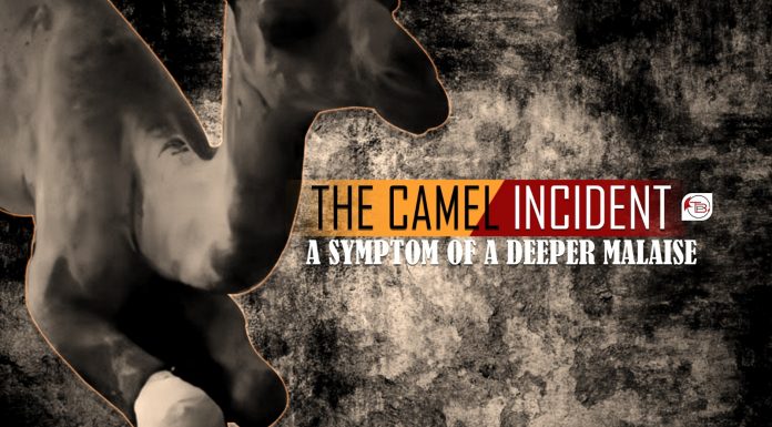 The Camel Incident: A Symptom of a Deeper Malaise