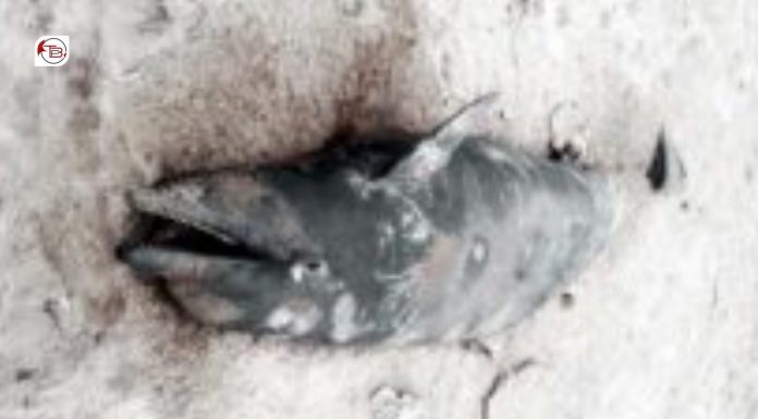 Rare Whale Found Dead on Gadani Shore