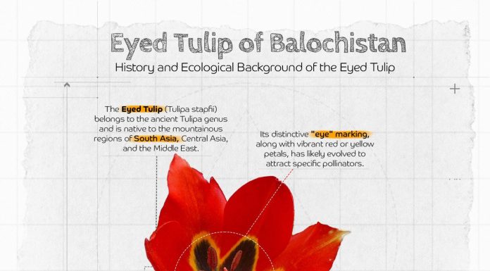 The Eyed Tulip of Balochistan – A Symbol of Heritage, Resilience, and Remembrance
