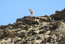 Drought and Neglect Threaten Wildlife in Zamuran; Dozens of Deer Found Dead or Dying 
