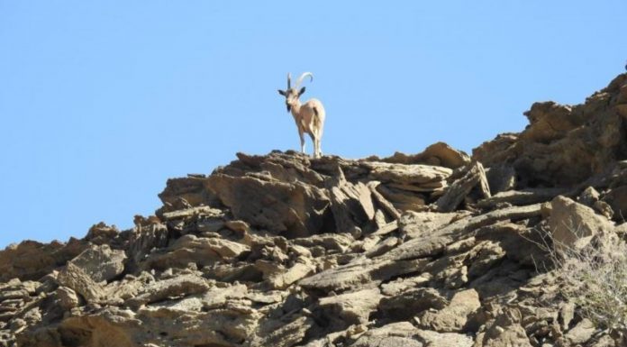 Drought and Neglect Threaten Wildlife in Zamuran; Dozens of Deer Found Dead or Dying 