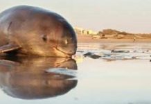 Rare Finless Porpoise Found Dead on Balochistan Coast, Raising Alarm Among Conservationists