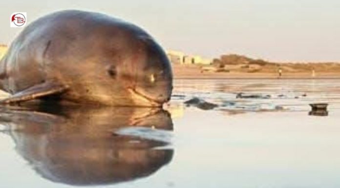 Rare Finless Porpoise Found Dead on Balochistan Coast, Raising Alarm Among Conservationists
