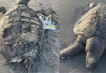 Four Sea Turtles Found Dead Along Gwadar Coast, Experts Raise Concerns