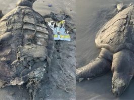 Four Sea Turtles Found Dead Along Gwadar Coast, Experts Raise Concerns
