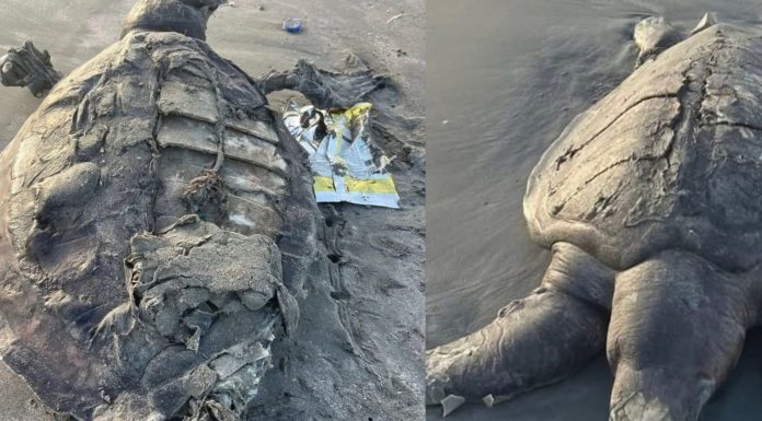 Four Sea Turtles Found Dead Along Gwadar Coast, Experts Raise Concerns