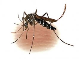 Dengue Cases Rise in Turbat as 92 Infections Reported Over Two Weeks