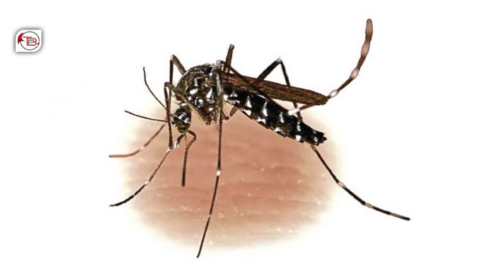 Dengue Cases Rise in Turbat as 92 Infections Reported Over Two Weeks