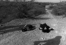 Two Bodies Recovered in Awaran’s Mashkay, One Identified
