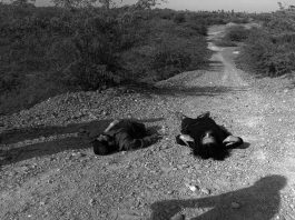Two Bodies Recovered in Awaran’s Mashkay, One Identified