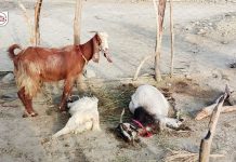House Attacked, Military Operation Reported in Kech’s Hothabad