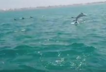 More Than 500 Dolphins Spotted in Gwadar’s West Bay