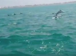 More Than 500 Dolphins Spotted in Gwadar’s West Bay